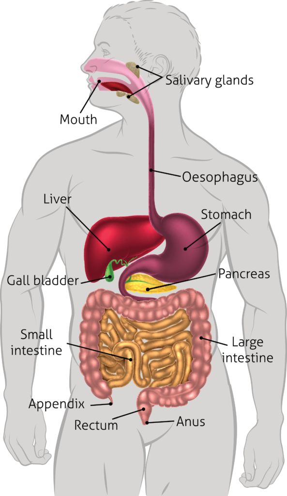 Digestive system