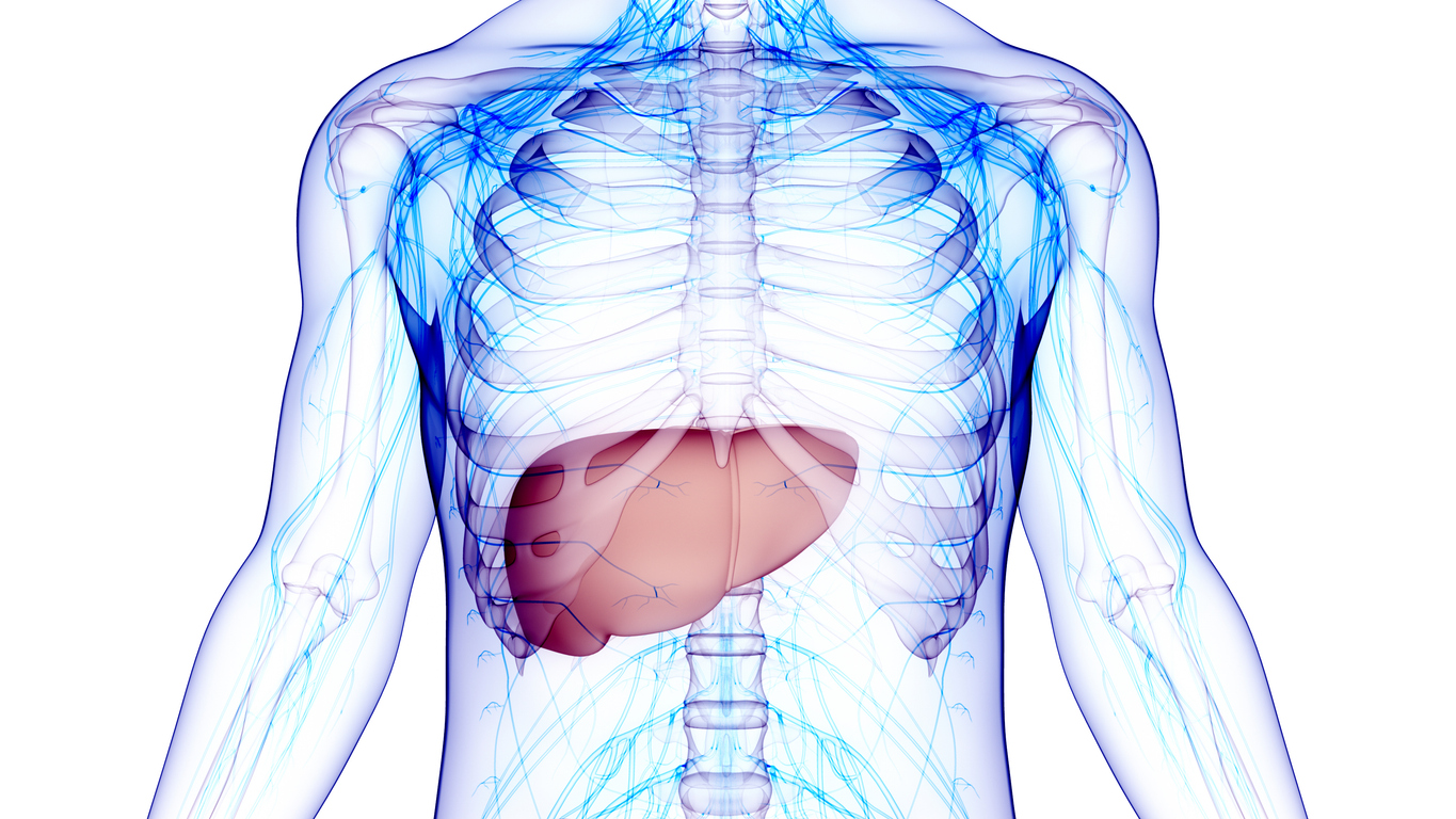 Human Internal Digestive Organ_ Liver Anatomy, fatty liver