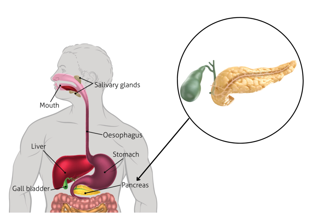 Anatomy of human pancreas