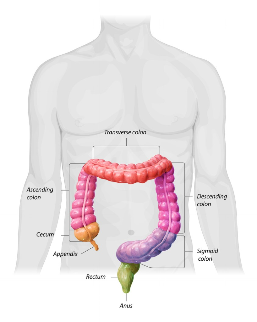 Different parts of the colon, the large intestine